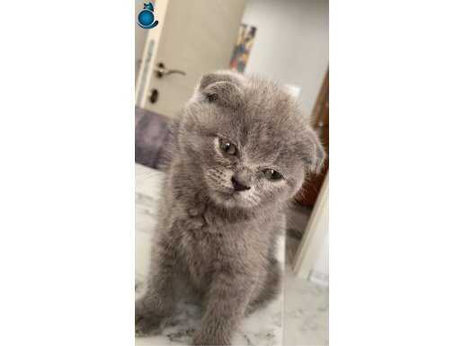 British shorthair gri kedi dişi 2.5 aylık