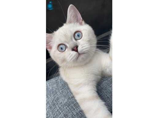 British shorthair 7 aylık oğlumuz pamuk aşıları yapılı. 