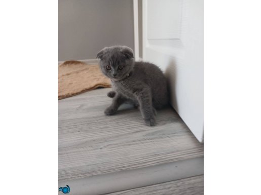 Maya 2aylik scottish Fold safkan secereli 