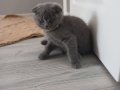 Maya 2aylik scottish Fold safkan secereli 