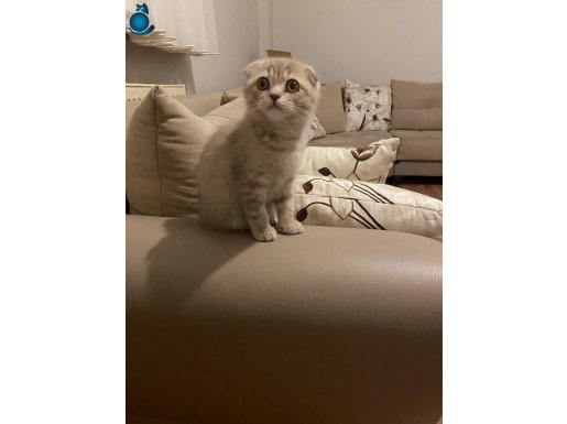 3 AYLIK SCOTTISH FOLD DİŞİ YAVRU KEDİ