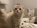 3 AYLIK SCOTTISH FOLD DİŞİ YAVRU KEDİ