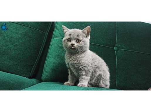 Anne british shorthair babası lilac yavru