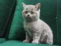 Anne british shorthair babası lilac yavru