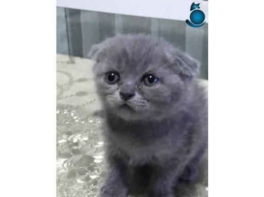 Safkan Scottish Fold