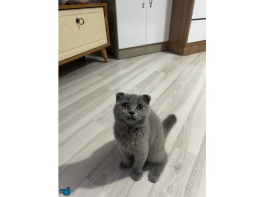 Gri Scottish Fold Kedi