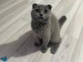 Gri Scottish Fold Kedi