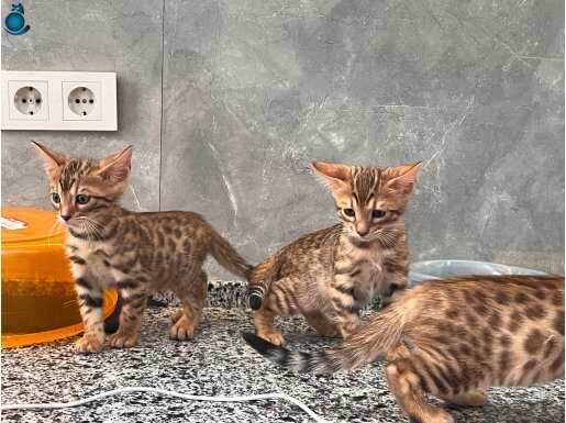 Bengal Kedisi Son 3 Yavru