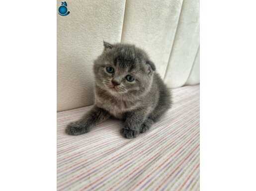 Uysal mı uysal Scottish fold