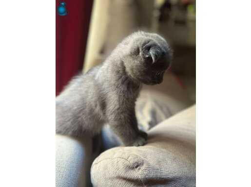 1 buçuk aylık erkek çok şirin Scottish fold yavrumuz 