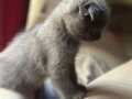 1 buçuk aylık erkek çok şirin Scottish fold yavrumuz 