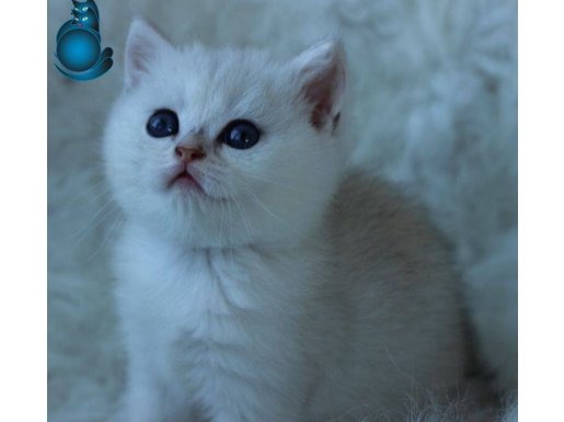 Safkan Sağlıklı British Shorthair Yavrular 