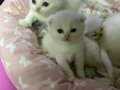 Sağlık Garantili Scottish Fold Yavrular