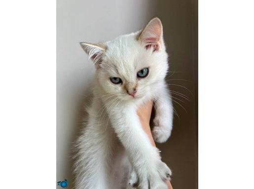 2 AYLIK British Shorthair