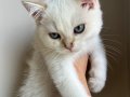 2 AYLIK British Shorthair