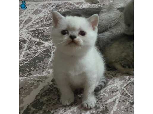 Beyaz British Shorthair Erkek ve Dişi Yavrular