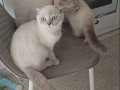 5 Aylık Erkek Scottish Bluepoint Shorthair