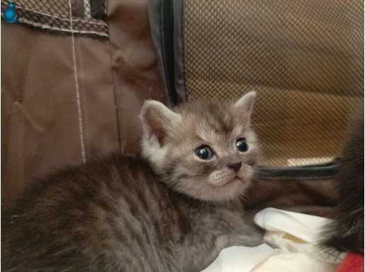 British Shorthair Kedi