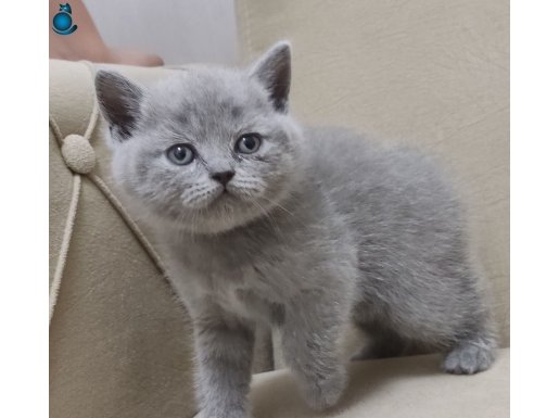 Henüz 1 aylık yavru british shorthair kediler