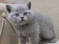 Henüz 1 aylık yavru british shorthair kediler