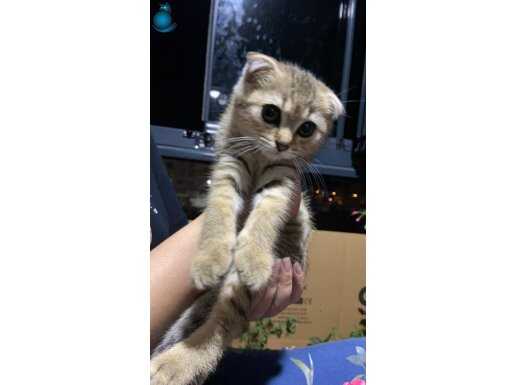 5 Aylık erkek oyuncu Scottish fold 