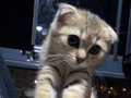 5 Aylık erkek oyuncu Scottish fold 