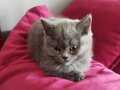  British shorthair  kolaylık yapılacak sevimli yavru kedi 