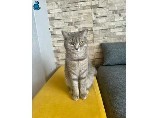 2 yavru ve 1 anne british shorthair