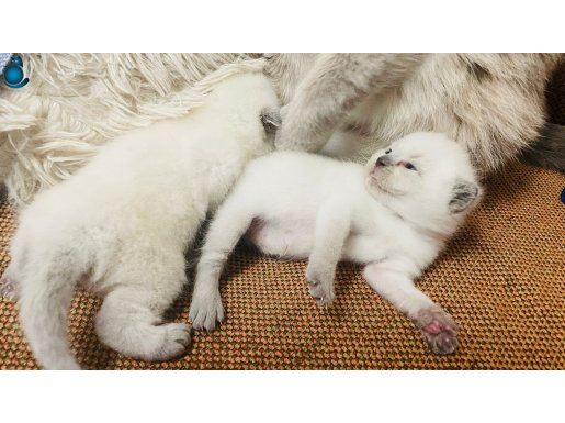 Safkan Scottish fold