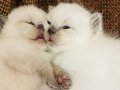 Scottish fold 1 aylık yeni  yuvasını arıyor 