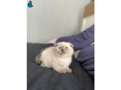 Blue point Scottish fold kardeşler