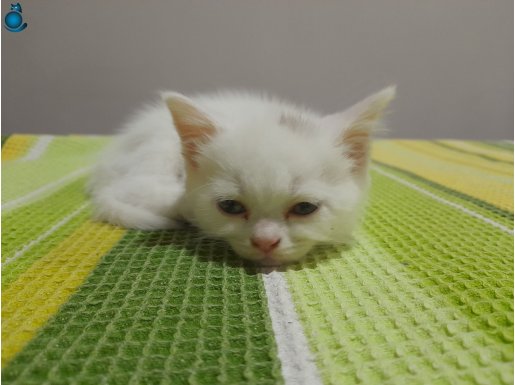 Safkan British shorthair kedimiz yeni yuvasını arıyor