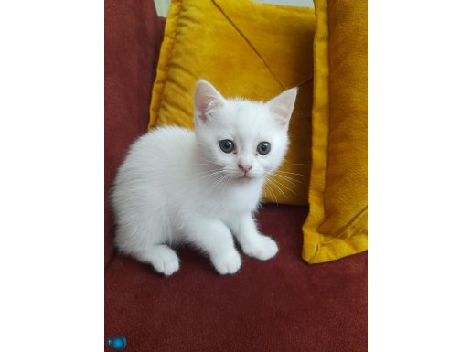 Safkan British Shorthair kedimiz yuvasına kavuşmayı bekliyor