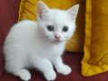 Safkan British Shorthair kedimiz yuvasına kavuşmayı bekliyor