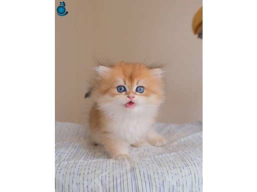 british longhair teddy bear yavru kedi safkan ödüllü