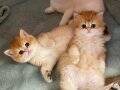 british shorthair golden ve golden point yavru