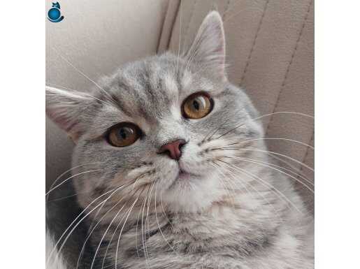 Safkan SCR'li British Shorthair