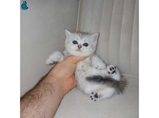 Safkan SCR'li British Shorthair