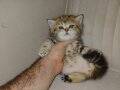 Safkan SCR&#39;li British Shorthair