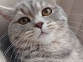 Safkan SCR'li British Shorthair