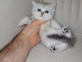 Safkan SCR'li British Shorthair