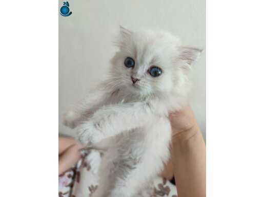 British shorthair erkek