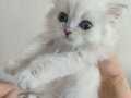 British shorthair erkek