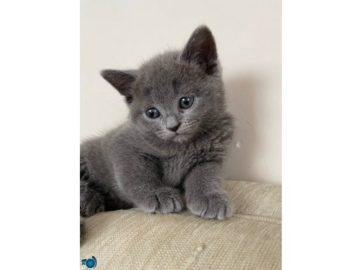 British Shorthair Şaşkın ve Oyuncu Yavrularım