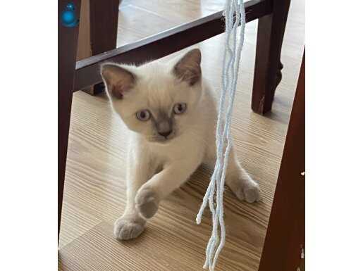 British Shorthair Blue Point