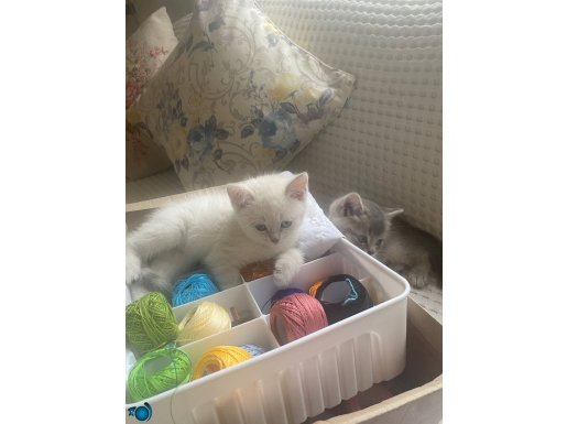 British Shorthair BluePoint Akıllı ve Yaramazlar