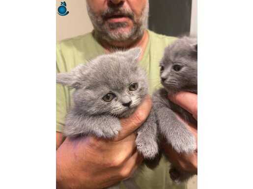 British Shorthair Son 2 Yavrum