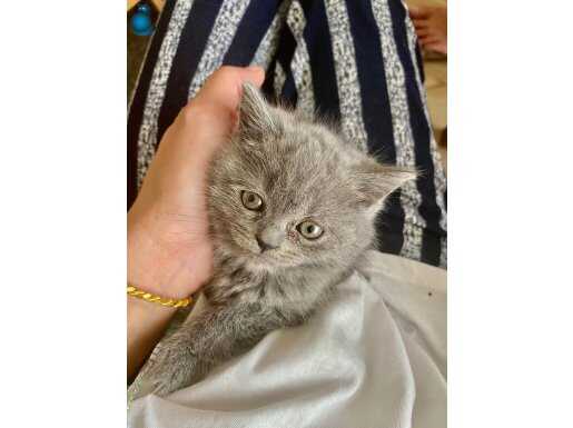 British Shorthair Yavrularım