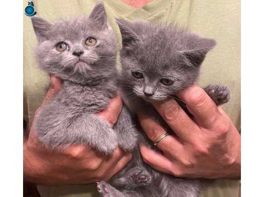 British Shorthair Son 2 Yavrum