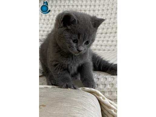 British Shorthair Oyuncu Kızlarım